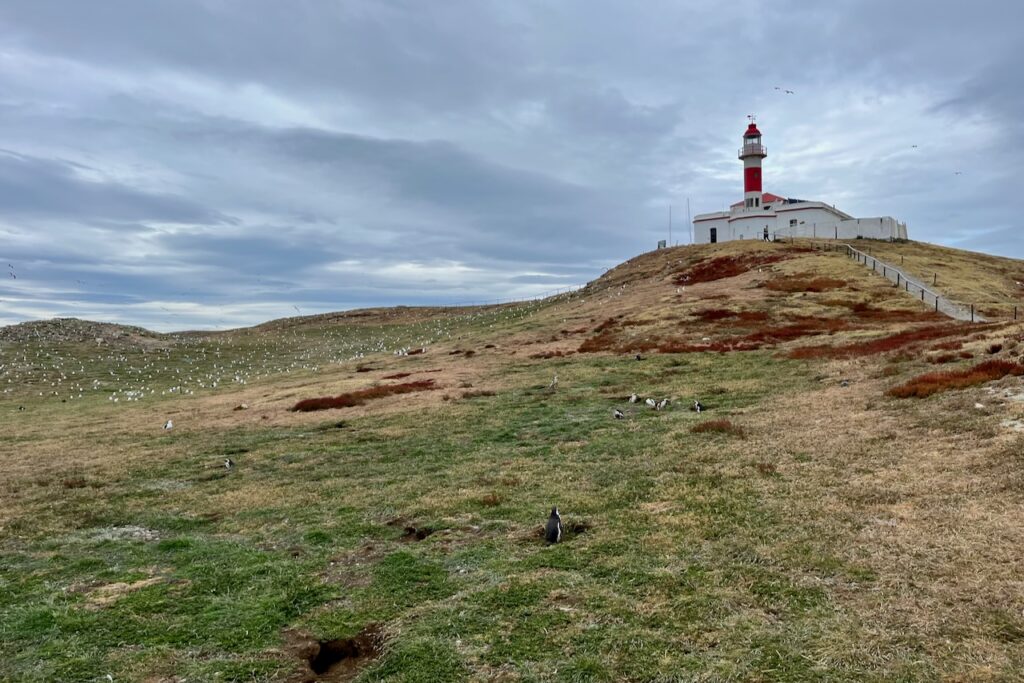 Lighthouse, penguins and birds, Magdalena island, Chile