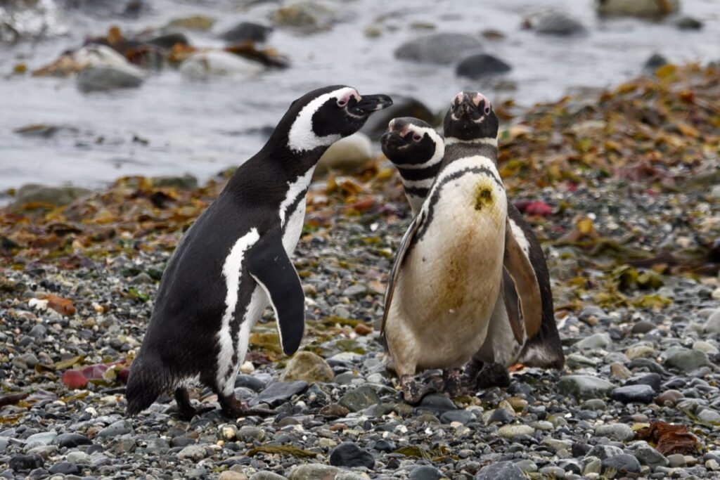 Magellanic penguins, Magdalena island, Chile