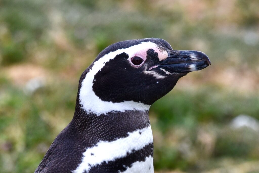 Magellanic penguin close up, Magdalena island, Chile