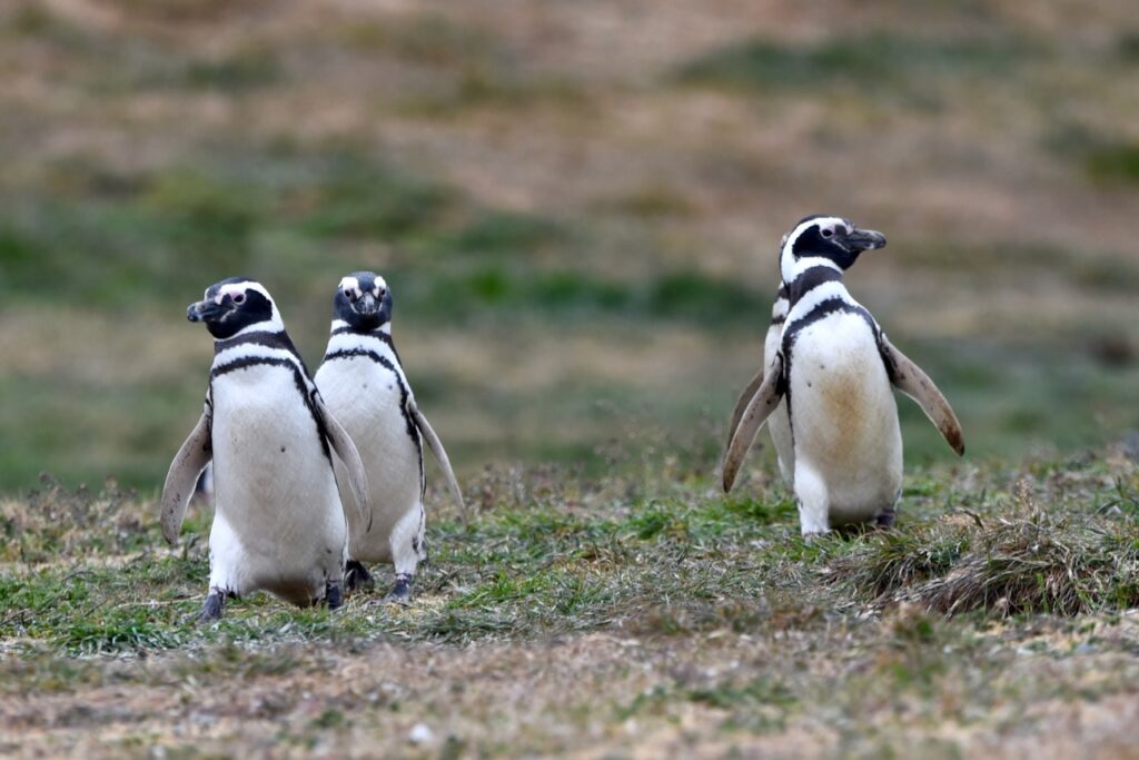Magellanic penguins heading to fish, Magdalena island, Chile