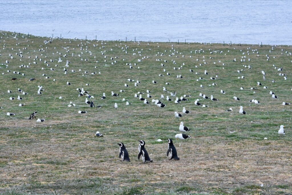 Penguins and seagulls, Magdalena island, Chile