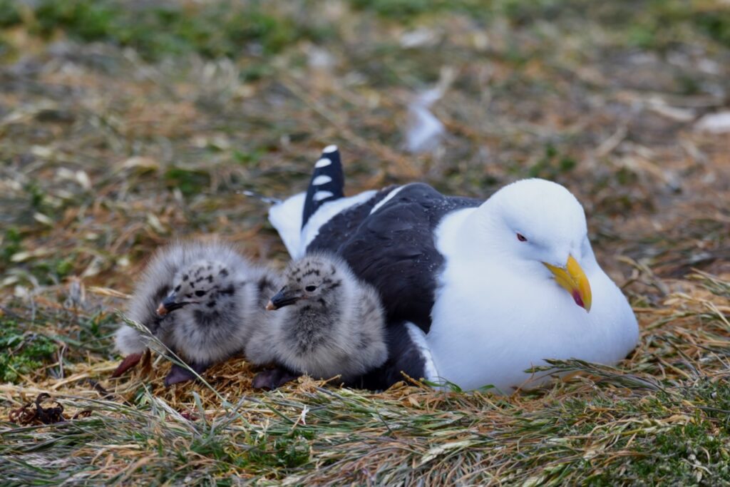 Kelp gull with chicks, Magdalena island, Chile