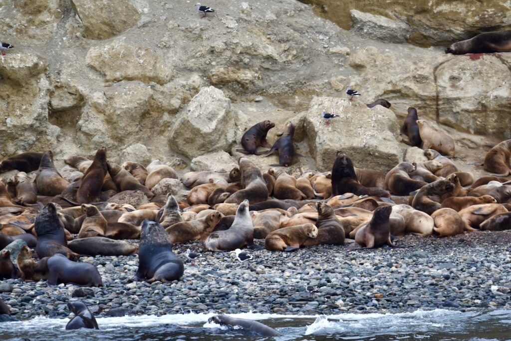Sea lions on Marta island, Chile
