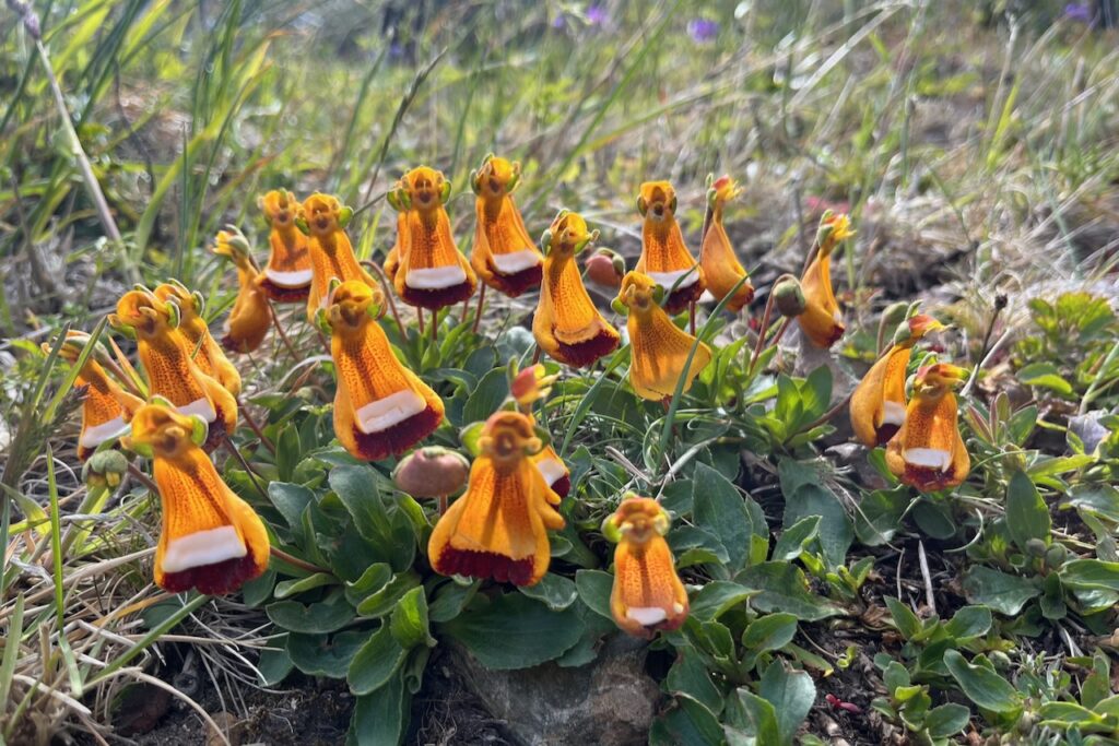 Flowers along the hike to Condor lookout, Torres del Paine, Chile
