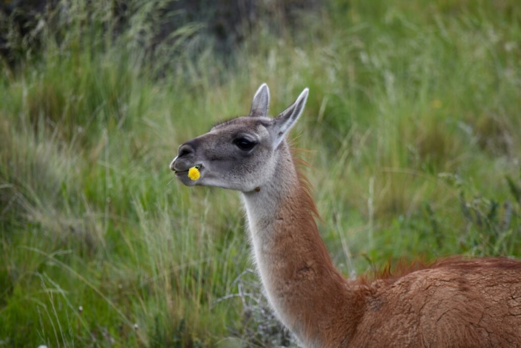Guanaco eating flowers, Torres del Paine, Chile