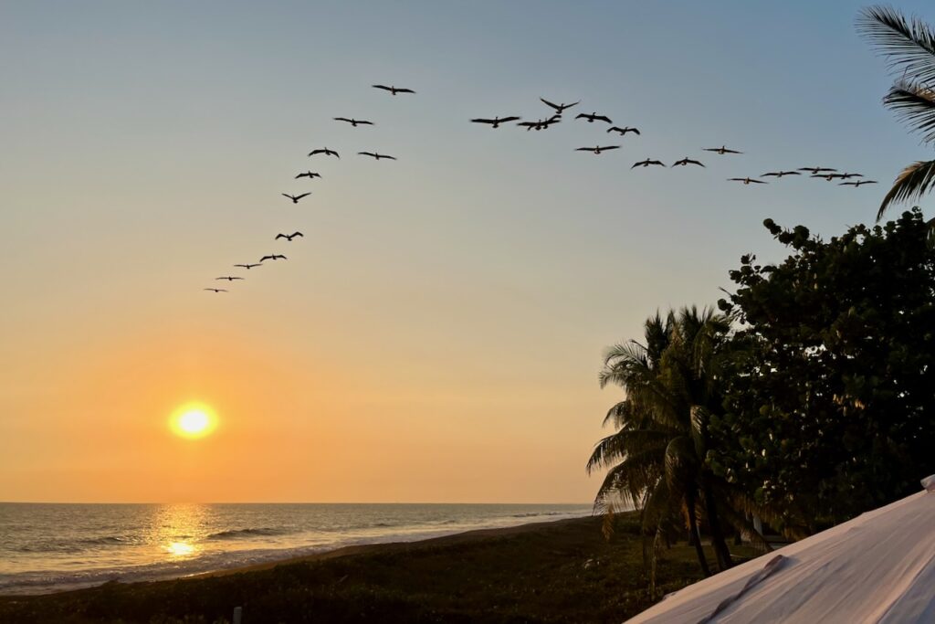 Sunset over Pacific and pelicans, near Monterrico, Guatemala