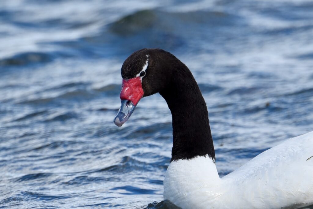 Black-necked swan close up, Puerto Natales, Chile