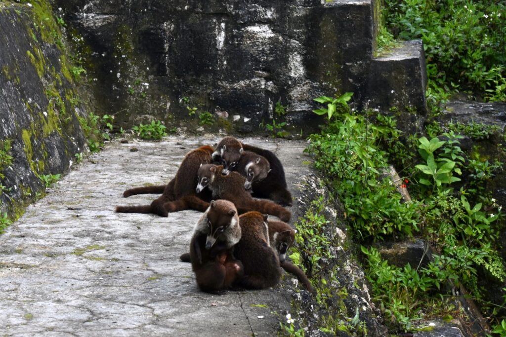 Band of coatis on the steps of one of Tikal temples
