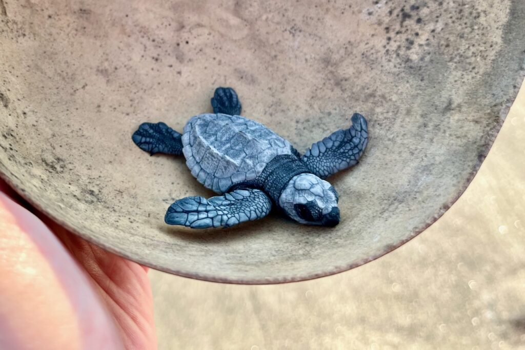 Baby Oliver Ridley turtle ready for release at El Banco, near Monterrico, Guatemala