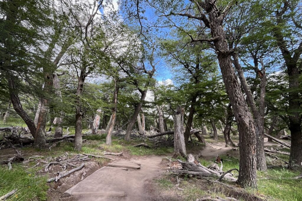 Trail to Laguna Capril ,El Chalten, Argentina
