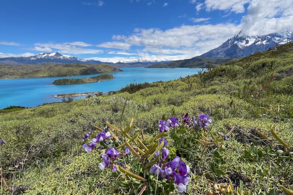Lake Pehoe and flowers, view from Condor lookout, Torres del Paine