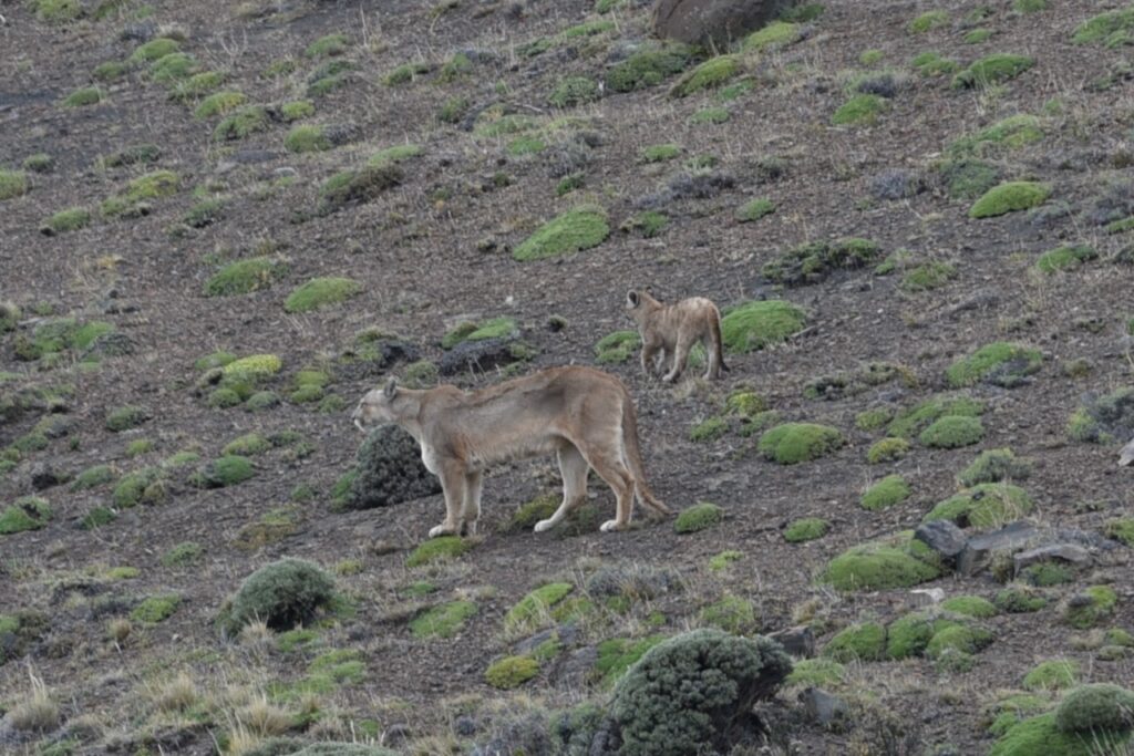 Puma and a cub, Torres del Paine, Chile