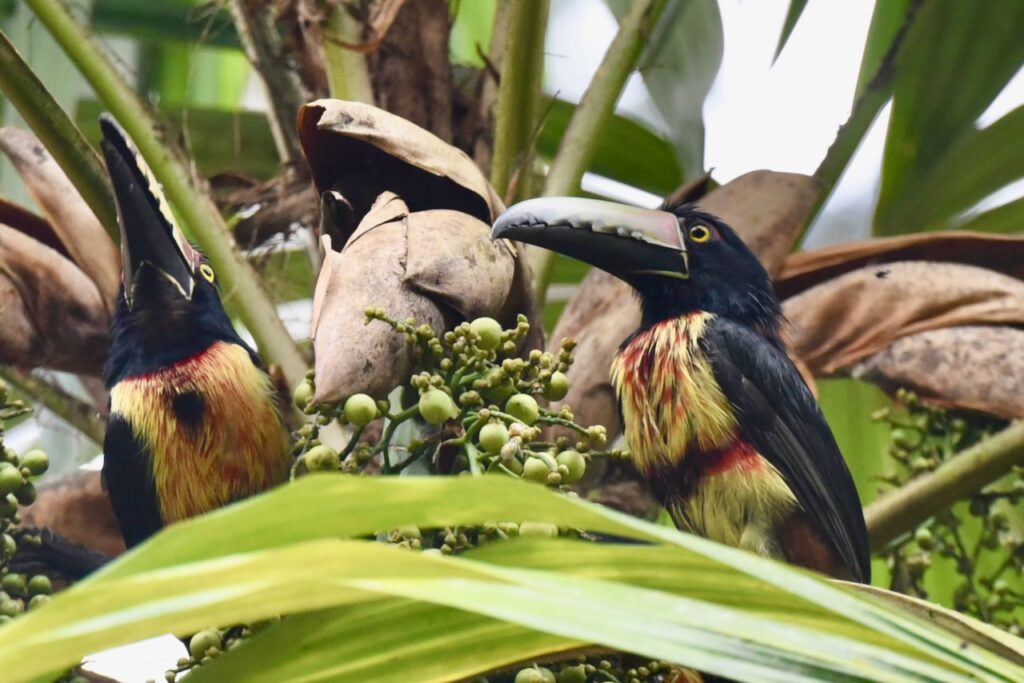 Collared aracari, Tikal, Guatemala