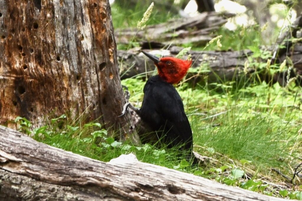 Magellanic Woodpecker, male, on trail to Laguna Capri, El Chalten, Argentina