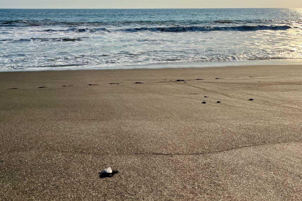 baby turtles going to sea, El Banco, near Monterrico, Guatemala