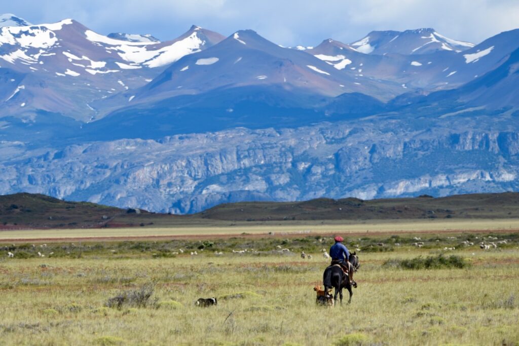 Condor, en route from El Calafate to Perito Moreno, Argentina