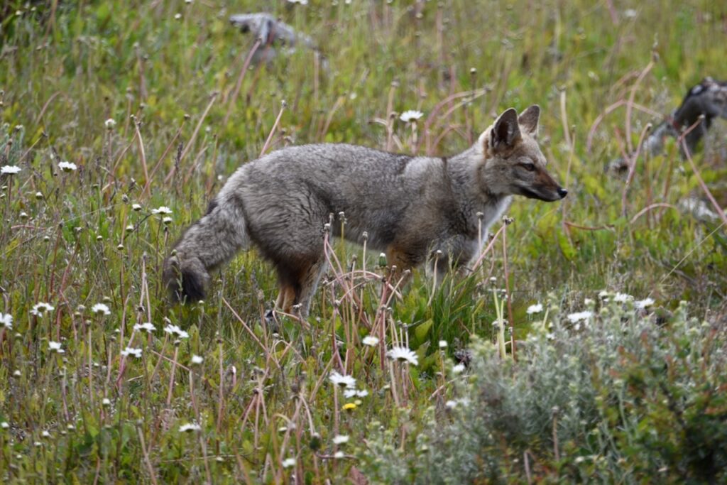 Southern grey fox, Torres del Paine, Chile