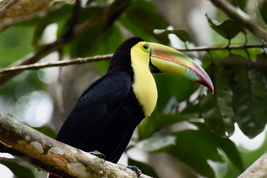 Keel-billed toucan, Tikal, Guatemala