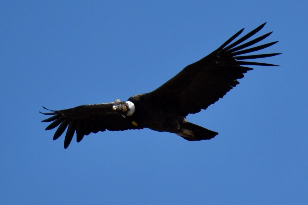Condor, en route from El Calafate to Perito Moreno, Argentina