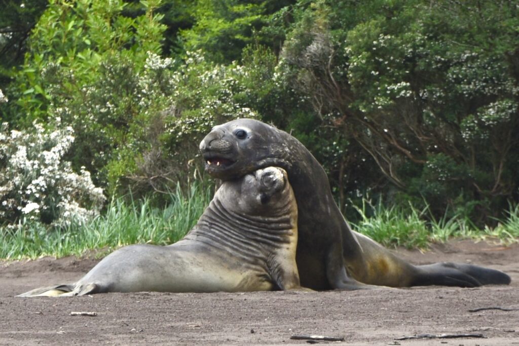 Elephant seals at Caleta Juarez, Chile