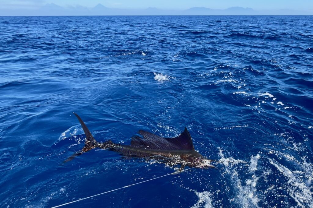 Sailfish, of the coast of Guatemala