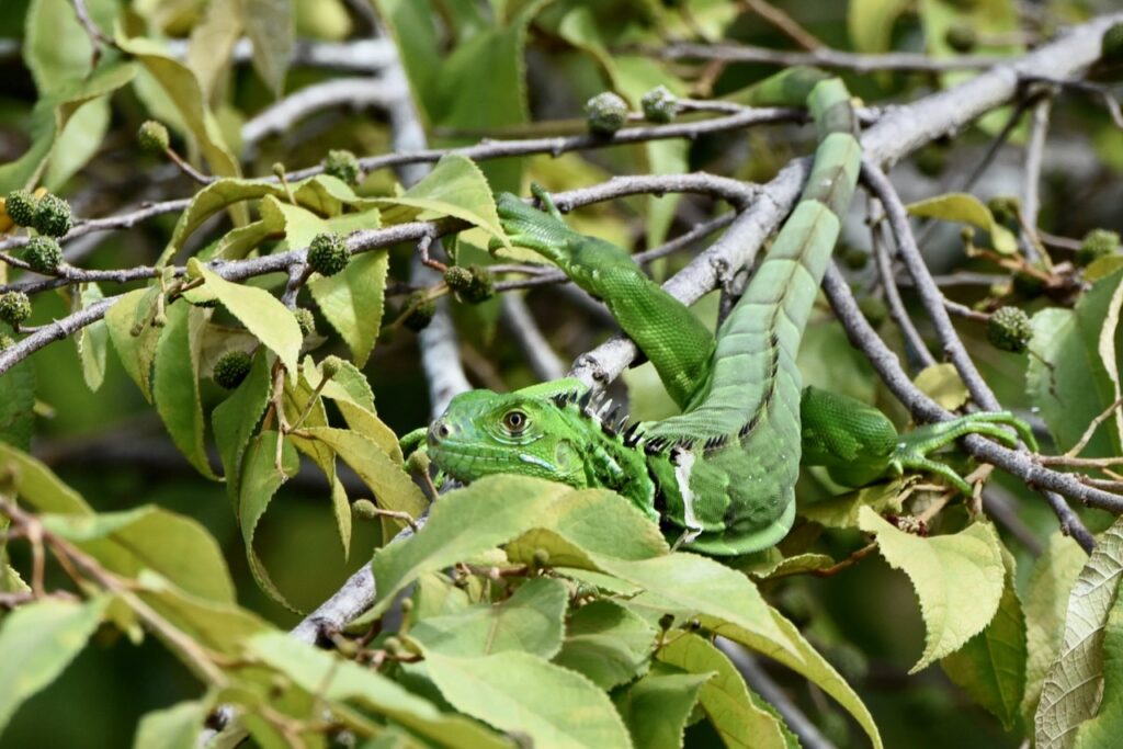 Juvenile green iguana, Peten Itza lake near Flores, Guatemala