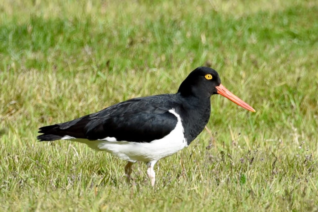 Magellanic oystercatcher, Torres del Paine, Chile