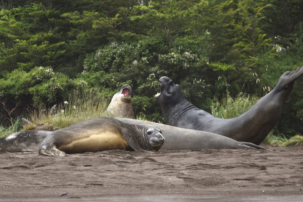 Elephant seals at Caleta Juarez, Chile