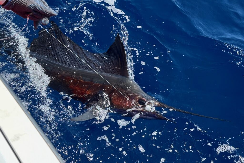 Sailfish, of the coast of Guatemala