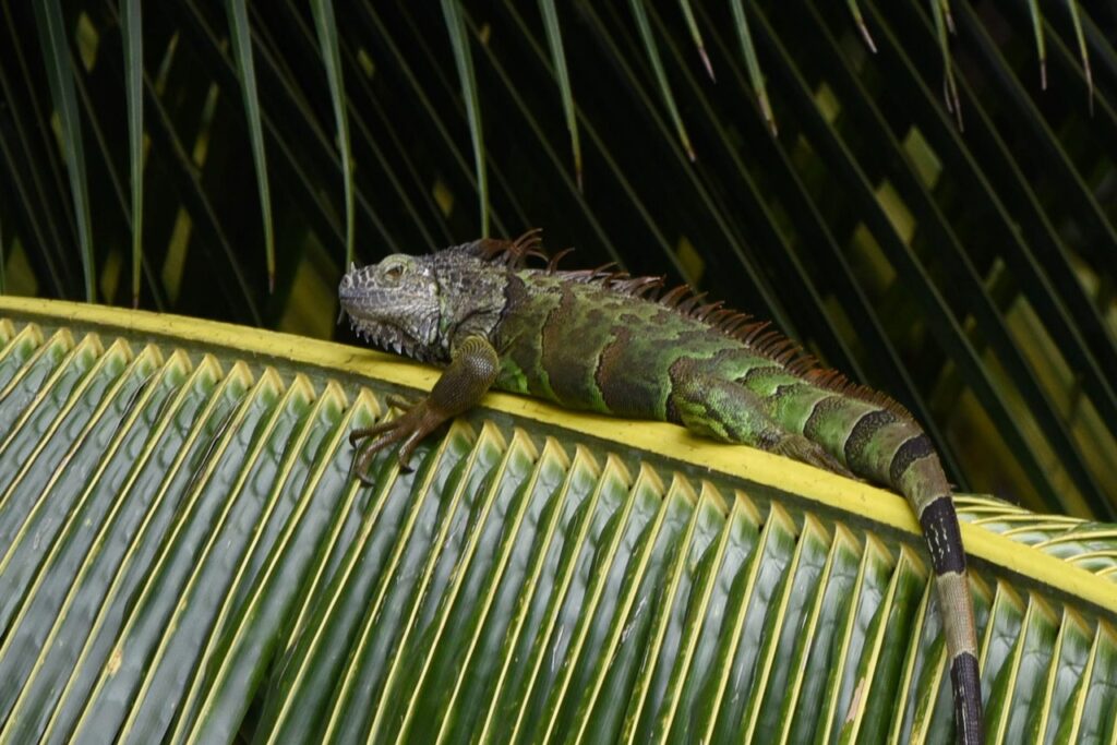 Green iguana adult, Peten Itza lake near Flores, Guatemala