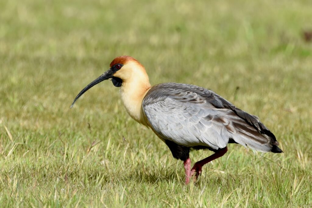 Black faced ibis, Torres del Paine, Chile