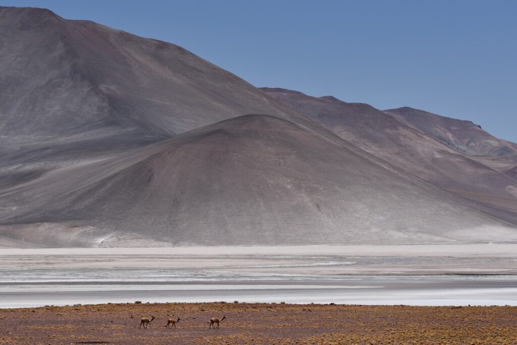 Piedras Rojas and vicunas, Atacama, Chile