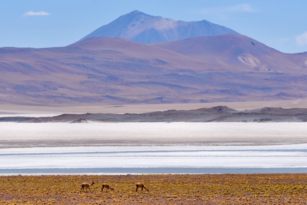 Piedras Rojas and Vicunas, Atacama, Chile