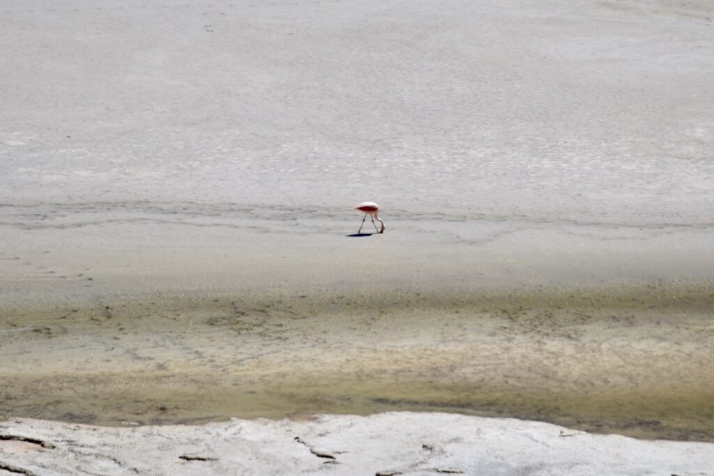 Flamingo at Aguascalientes, Chile