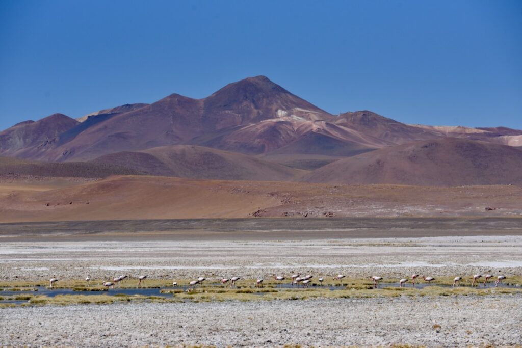 Laguna Tayajto, Atacama, Chile
