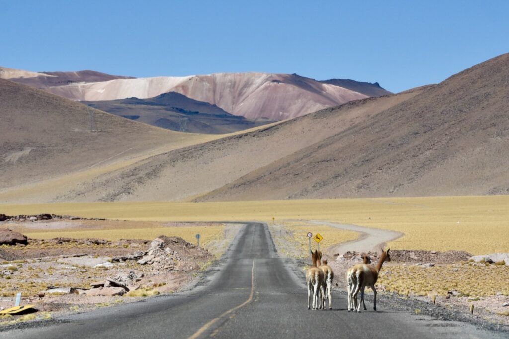 
Vicunas on ruta 23 in Atacama, Chile