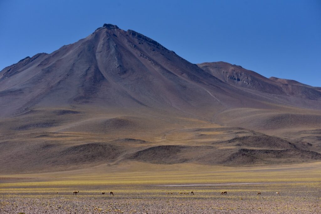 Miniques volcano and vicunas, Atacama, Chile