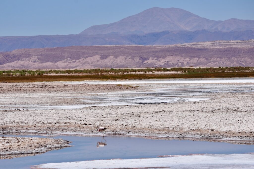 Flamingo in Laguna Chaxa, Salar de Atacama, Chile