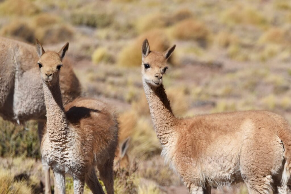 Vicunas, Atacama, Chile