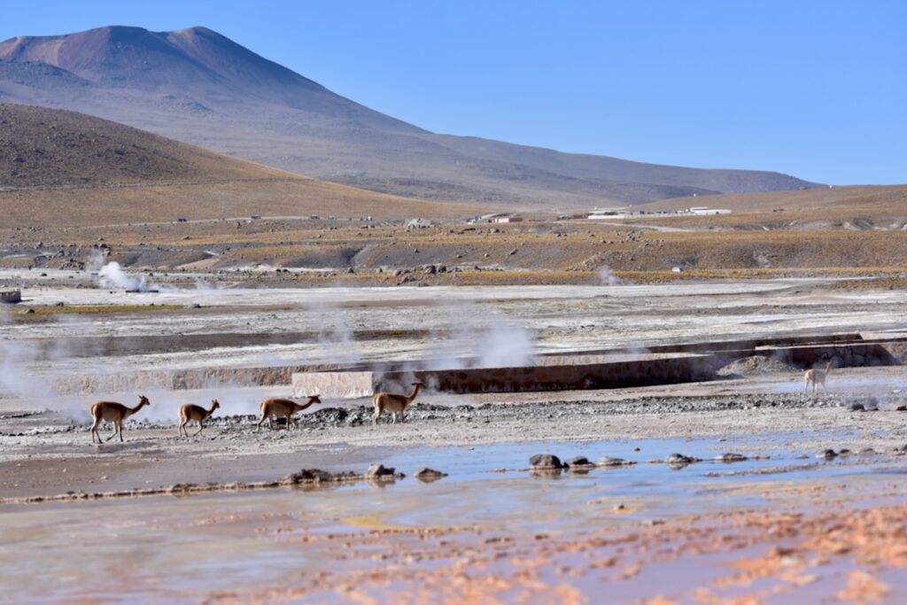 Vicunas at El Tatio geysers, Atacama, Chile