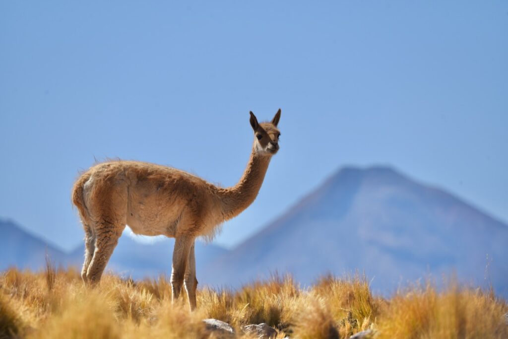 Vicuna, Atacama, Chile