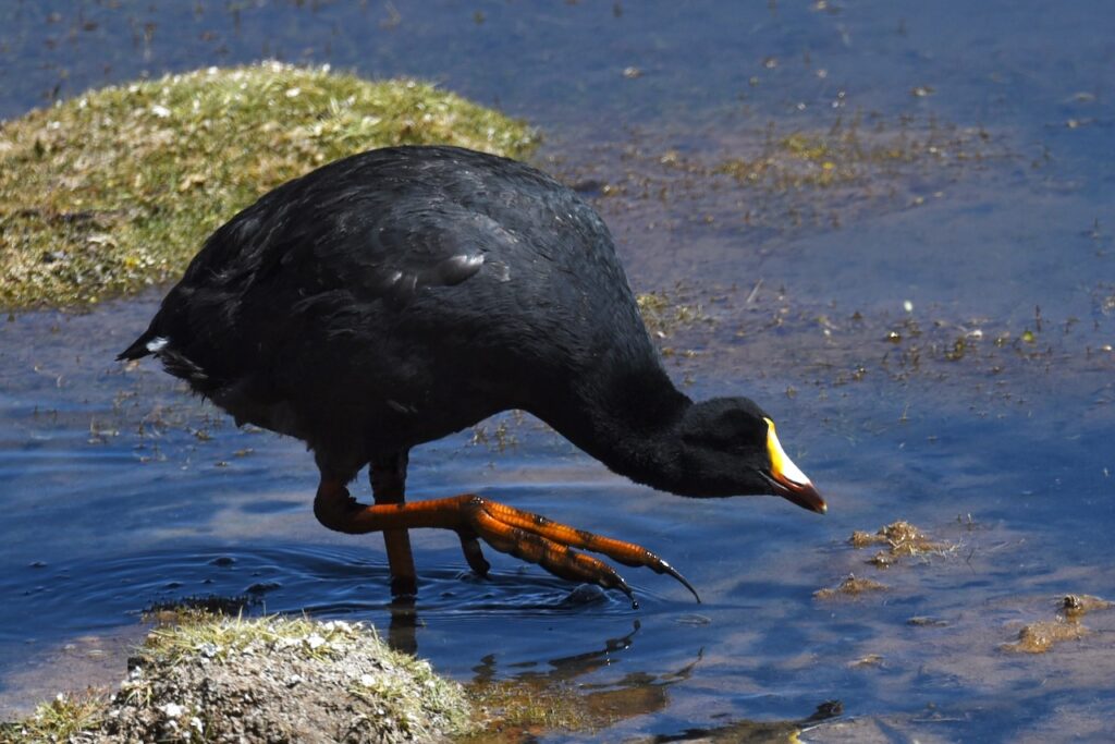 Giant coot, Atacama, Chile