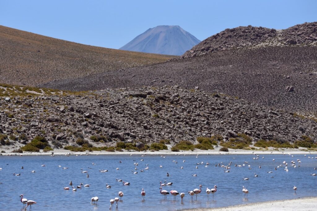 Flamingos in Rio Grande at Mirador Machuca, Atacama, Chile