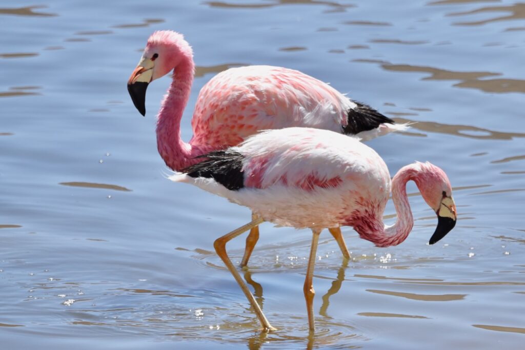 Flamingos, Atacama, Chile