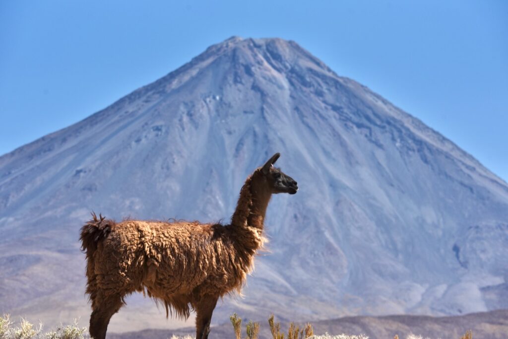 Lama and Licancabur volcano in the background, Atacama, Chile