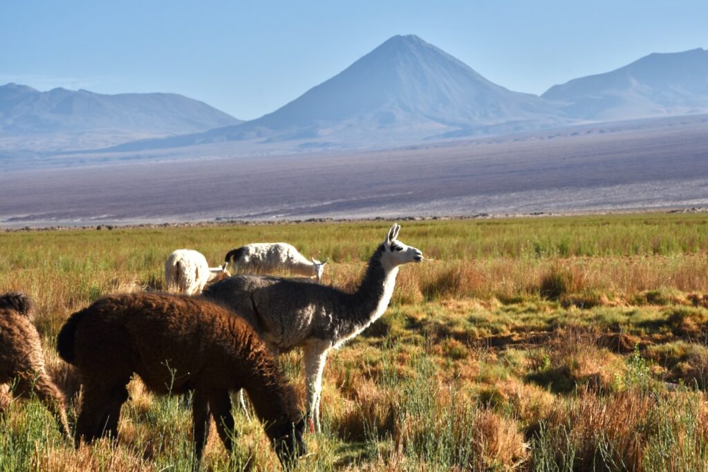Lamas with Licancabur volcano in the background near San Pedro de Atacama, Chile