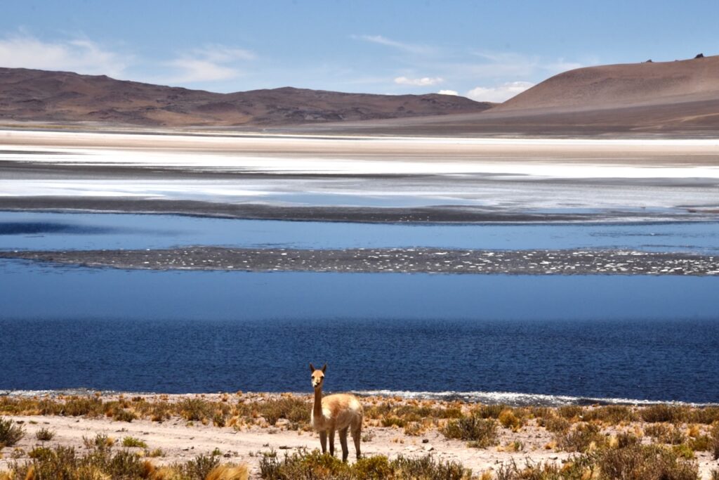 Vicuna at Laguna de Tara, Atacama, Chile