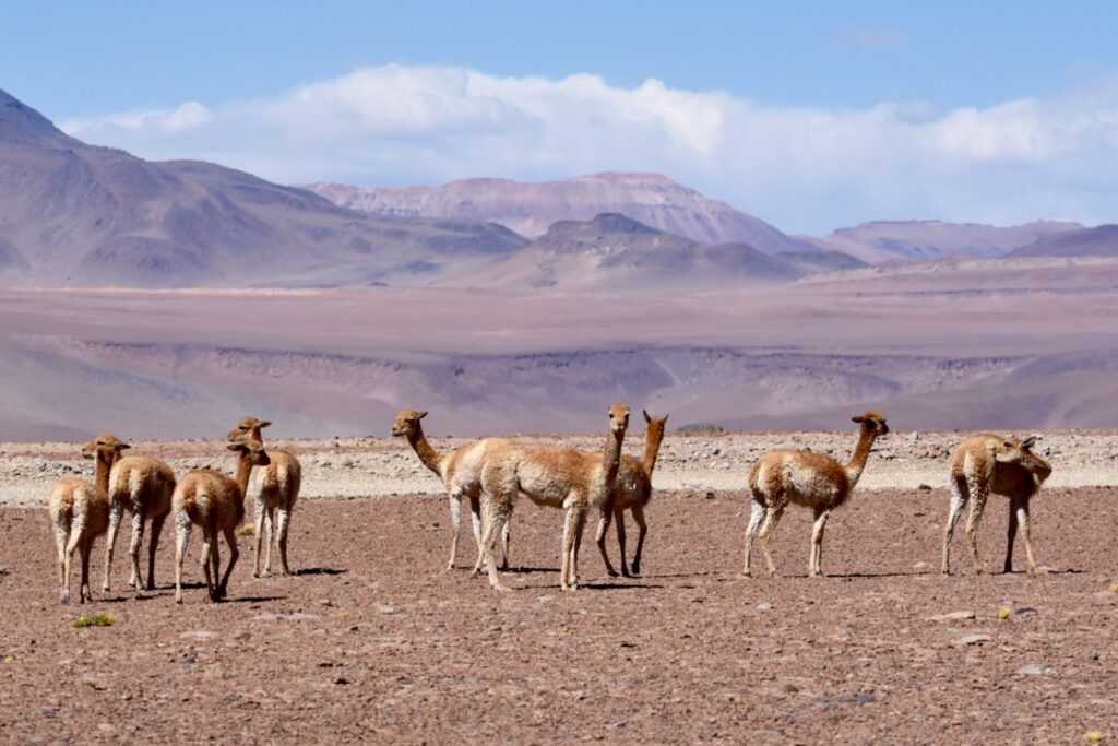 Vicunas along ruta 27, Atacama, Chile