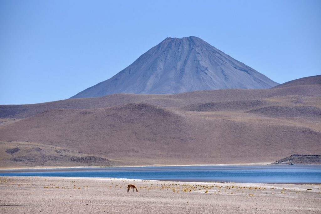 Laguna Miscanti and vicuna, Atacama, Chile